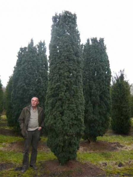 Taxus baccata 'Fastigiata' / Säulen-Eibe 'Fastigiata' 400-450 cm, säulenförmiger, dicht verzweigter Nadelbaum im Feld.