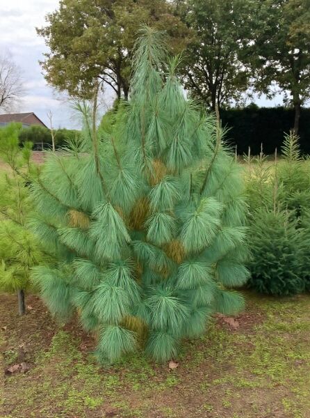 Pinus wallichiana / Tränen-Kiefer 200-250 cm, mehrtriebige Kiefer mit langen, blaugrünen Nadeln im Freiland