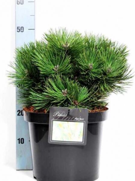 Pinus nigra 'Nana' / Zwerg-Schwarzkiefer 30-40 cm C5 im schwarzen Pflanztopf, dicht verzweigt mit grünen Nadeln