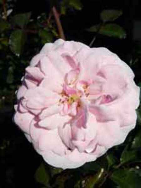 Rosa 'Bonica 82 ®' / Beetrose 'Bonica 82'