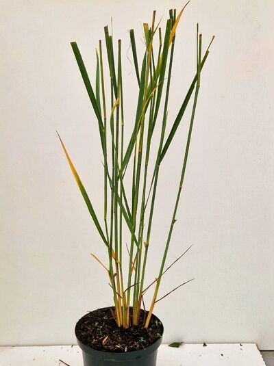 Panicum virgatum 'Northwind' / Riesen-Rutenhirse 'Northwind' C2 im Topf, aufrechter Wuchs mit schmalen grünen Halmen und Blättern