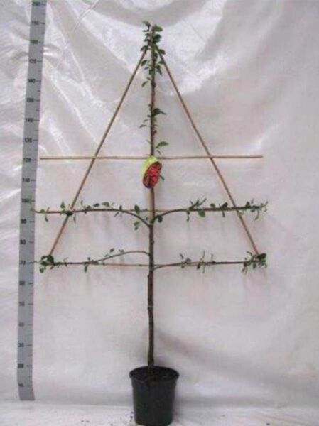 Prunus avium 'Merchant' / Süßkirsche 'Merchant', junger Obstbaum im Topf mit aufgebundenen Seitentrieben und Leittrieb