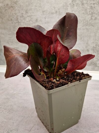 Garten-Bergenie 'Eroica' / Garten-Bergenie 'Eroica'