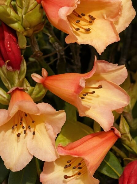 Rhododendron 'Jingle Bell' (Rhododendron Hybride) mit glockenförmigen, apricotfarbenen Blüten und sichtbaren Staubgefäßen