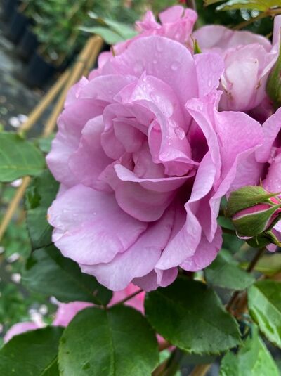 Rosa 'Orienta'® Aladdin, Kletterrose 'Orienta'® Aladdin mit rosafarbener, gefüllter Blüte und grünen Blättern