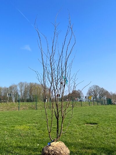 Eisenholzbaum / Parrotie 200- 250 cm / Parrotia persica 'mehrstämmig' (876219)