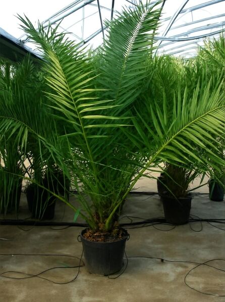 Phoenix canariensis / Kanarische Dattelpalme 175-200 cm C50 im Pflanzkübel mit grünen Palmwedeln