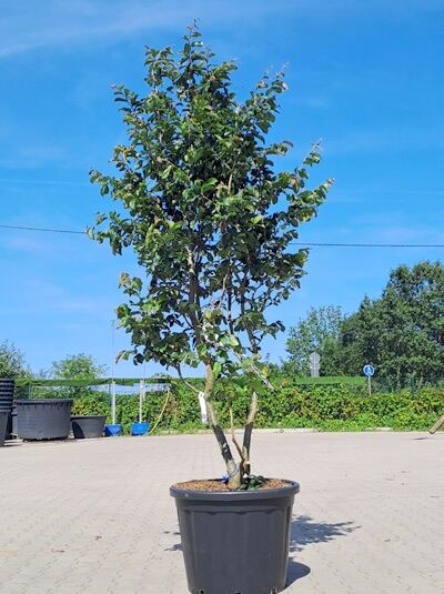 Eisenholzbaum / Parrotie 250-300 cm mehrstämmig / Parrotia persica mehrstämmig (1577110)