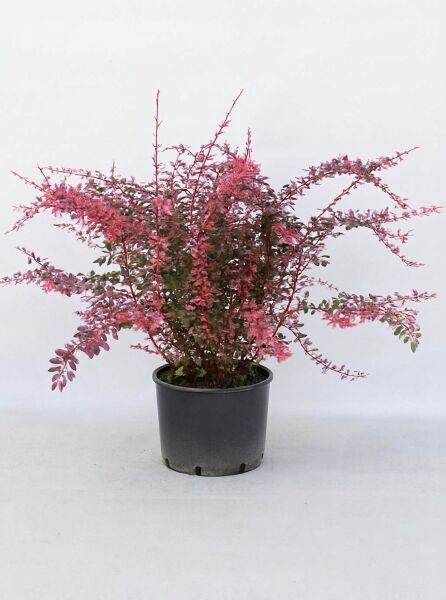 Berberitze Red Chief (Berberis thunbergii 'Red Chief'), Strauch im Pflanztopf C20, ca. 80–100 cm, rotlaubig verzweigt.