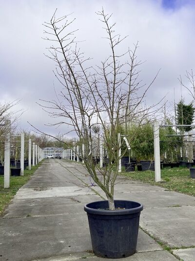 Japanischer Ahorn / Fächer-Ahorn 'Osakazuki' 200-225 cm im C80 (874347) / Acer palmatum 'Osakazuki'
