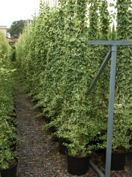 Efeu Hedera helix 'Marginata Elegantissima', variegierte Kletterpflanze am Spalier in Topf, 175–200 cm, C10
