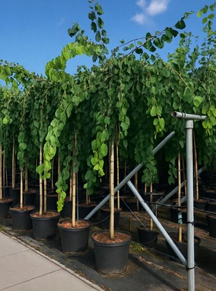 Cercidiphyllum japonicum 'Pendulum' (Judasblatt/Kuchenbaum) Hochstamm im Container mit überhängender Krone und grünen Blättern.