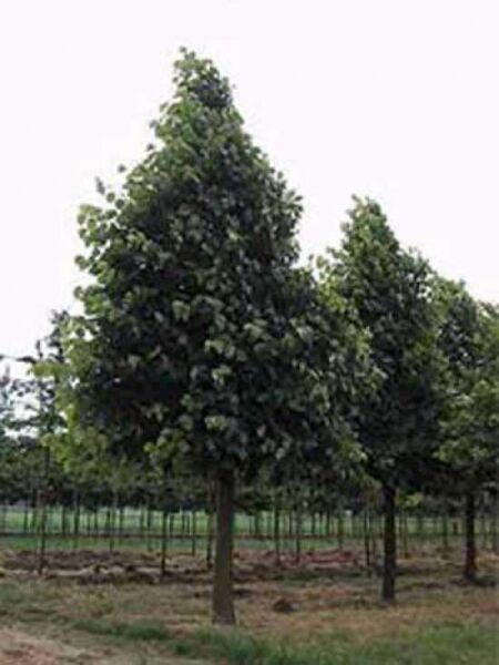 Tilia americana 'Nova' / Amerikanische Linde 'Nova'