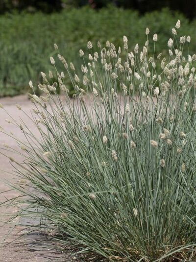Silberschopfgras / Nest-Kopfgras / Gläsendes Kopfgras / Sesleria nitida