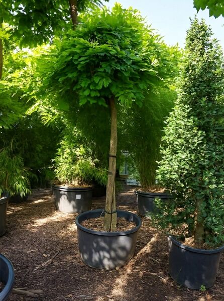 Wisteria sinensis 'Prolific' / Chinesischer Blauregen 'Prolific' Hochstamm im Container, Stamm mit kugelförmiger Krone und Laub.
