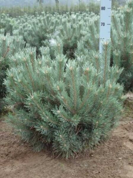 Pinus sylvestris 'Watereri' / Strauch-Wald-Kiefer 60-80 cm m. B., kompakter Nadelstrauch mit blaugrünen Nadeln