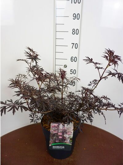 Sambucus nigra 'Black Beauty' (Schwarzer Holunder) 60-80 cm C7, Strauch im Topf mit dunkelrotem Laub und Trieben