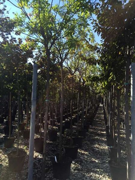 Chitalpa tashkentensis (Schmalblättriger Trompetenbaum) Baumoleander Hochstamm 12-14 StU im Container in Baumschule-Reihe