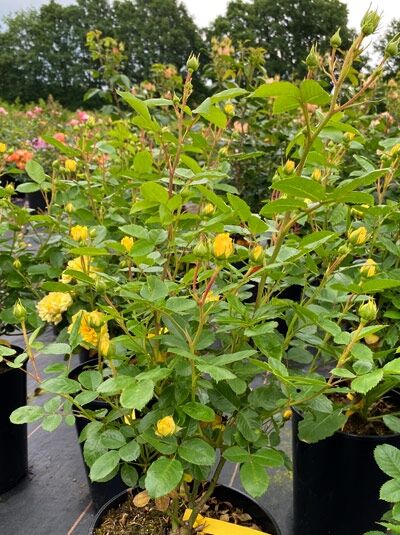 Rosa 'Yellow Meilove' / Strauchrose 'Yellow Meilove' C5 im Container, grüne Blätter, gelbe Blüten und Knospen.