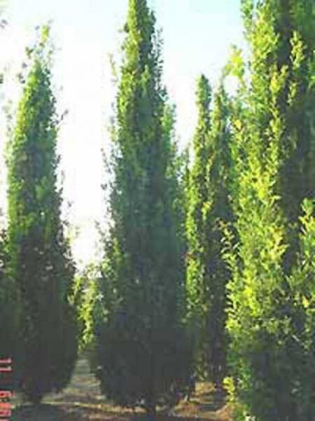 Quercus robur 'Fastigiata' / Säulen-Eiche / Pyramiden-Eiche