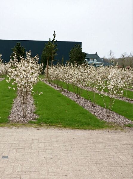 Kupfer-Felsenbirne (Amelanchier lamarckii) mehrstämmig 175–200 cm, Strauch mit weißen Blüten in Baumschulreihe