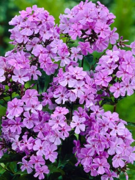 Hohe Garten-Flammenblume 'Blue Boy' / Phlox paniculata 'Blue Boy'