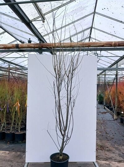 Kanadischer Judasbaum 'Pink Pom Poms' / Cercis canadensis 'Pink Pom Poms'