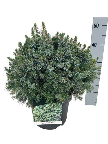 Omorika-Zwergfichte / Picea omorika 'Nana'