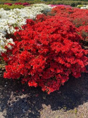 Japanische Azalee 'Fridoline' 140 - 160 cm breit x 70 - 80 cm hoch -  Rhododendron obtusum 'Fridoline' 140 - 160 cm breit x 70 - 80 cm hoch