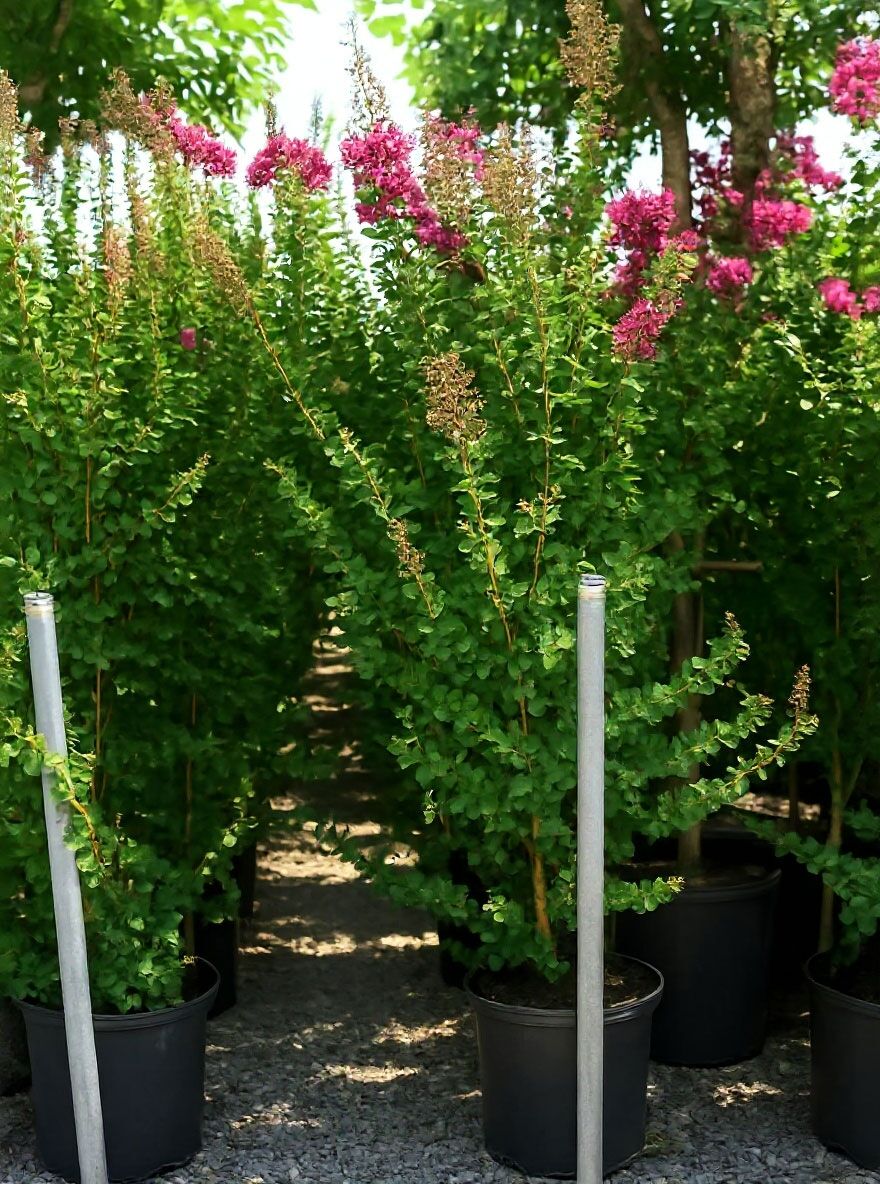 Flieder des Sdens / Indische Lagerstrmie / Kreppmyrte (weie Blte) -  Lagerstroemia indica (weie Blte)