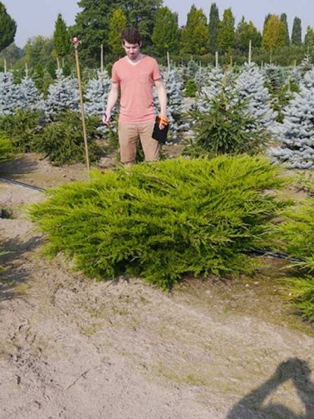 Juniperus pfitzeriana 'Mint Julep' / grüner Pfitzer-Strauch-Wacholder