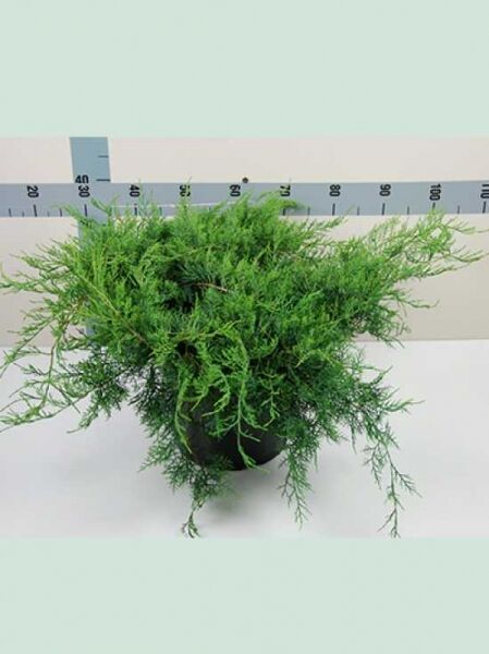 Juniperus virginiana 'Grey Owl' / Virginischer Wacholder 'Grey Owl', 50-60 cm breit, C12, im Topf mit dichtem grünem Nadelwerk