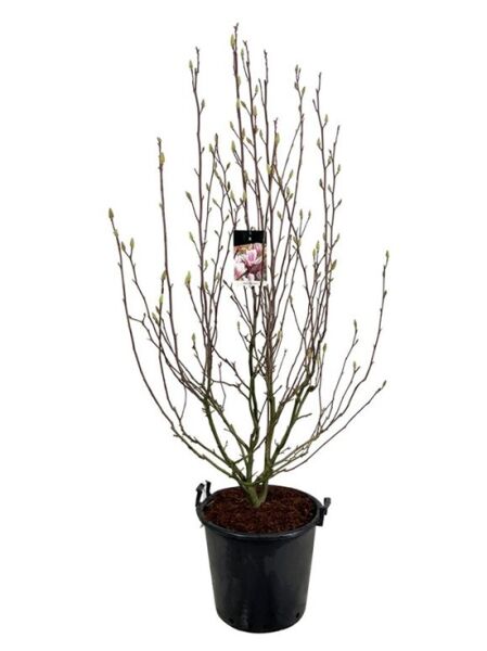 Tulpen-Magnolie / Magnolia soulangiana