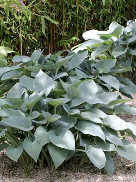 Graublaue Garten-Funkie 'Halcyon' / Hosta tardiana 'Halcyon'