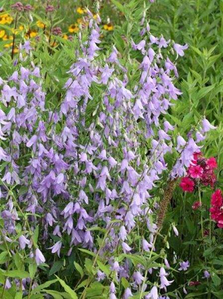 Schellenblume 'Hemelstraling' / Adenophora confusa 'Hemelstraling'