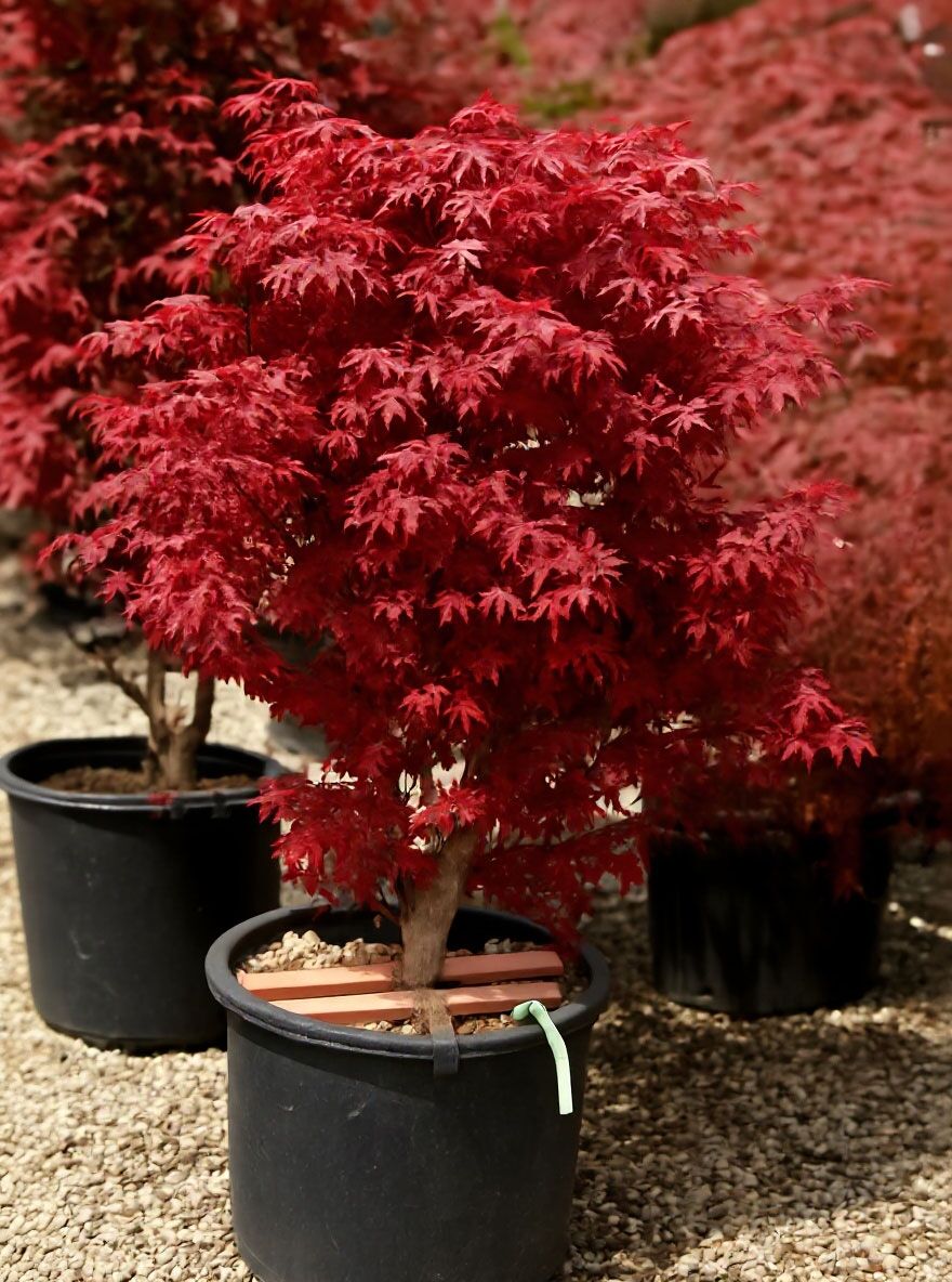 Roter Fcher-Ahorn / Japanischer Ahorn 'Atropurpureum' - Acer palmatum  'Atropurpureum'