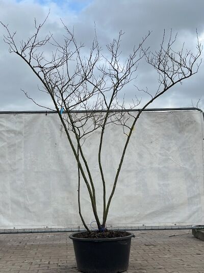 Kupfer-Felsenbirne 200 - 250 cm Schirmform / Amelanchier lamarckii (874884)