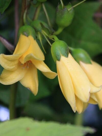 Wachsglocke / Kirengeshoma palmata