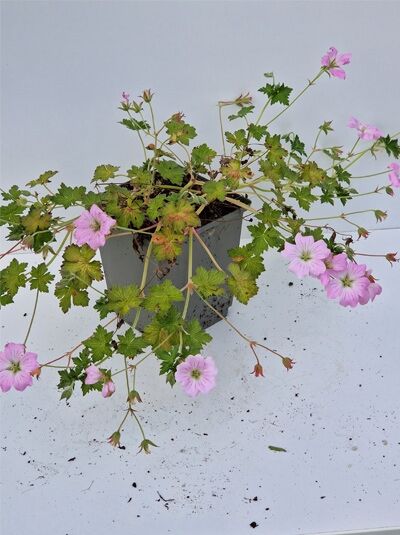 Geranium cultorum 'Dreamland' / Storchschnabel 'Dreamland' P11 im Topf, mit rosa Blüten und gezähntem grünem Laub.