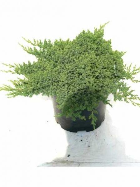 Juniperus procumbens 'Nana', Japanischer Kriech-Wacholder, 20–30 cm breit, im C2-Topf mit dichtem, kriechendem Nadelgrün