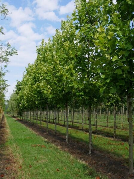 Platanus acerifolia 'Bloodgood' / Ahornblättrige Platane 'Bloodgood', Londoner Platane Hochstamm 25-30 StU m. Db. in Baumschule-Reihe
