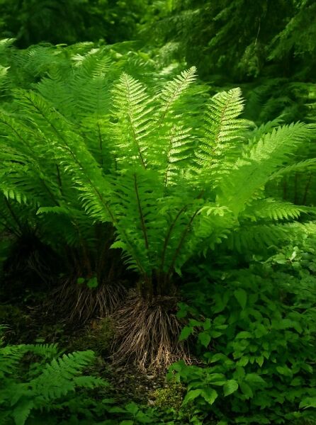 Dryopteris crassirhizoma (Glanz-Wurm-Farn) mit aufrechten, gefiederten, grünen Wedeln in dichtem Bestand.