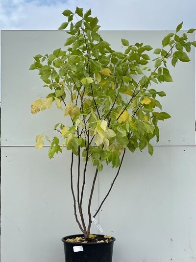 Klee-Ulme / Lederstrauch / Ptelea trifoliata