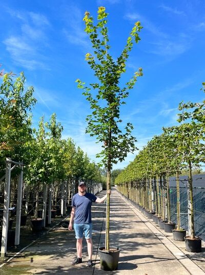 Spitz-Ahorn Acer platanoides 'Farlake's Green' Hochstamm 14-16 StU im Container, schlanker Stamm mit grünen Blättern.