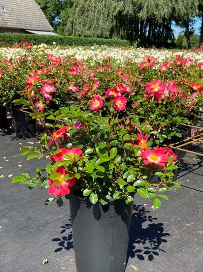Rosa 'Bienenweide Bicolor' (Bodendeckerrose) C3 im Topf mit pink-weißen, offenen Blüten und grünem Laub