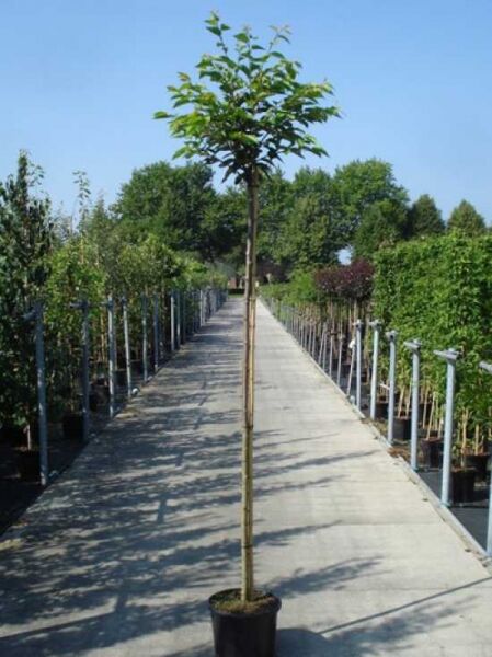 Prunus 'Accolade' – Frühe Zierkirsche 'Accolade' als Hochstamm 8-10 StU im Container mit schlankem Stamm und grüner Krone