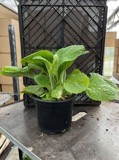 Garten-Fingerhut 'Alba' - Digitalis purpurea 'Alba'