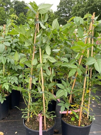 Rosa 'Paul's Himalayan Musk' / Kletterrose 'Paul's Himalayan Musk' C5 im schwarzen Topf mit Rankstäben und grünen Trieben