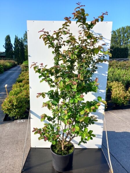 Eisenholzbaum 'Cherry Tips' / Eisenholzbaum 'Cherry Tips'