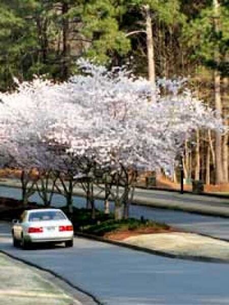 Tokio-Kirsche / Prunus yedoensis